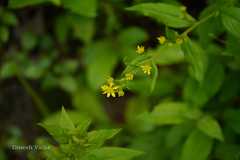 Solidago virga-aurea